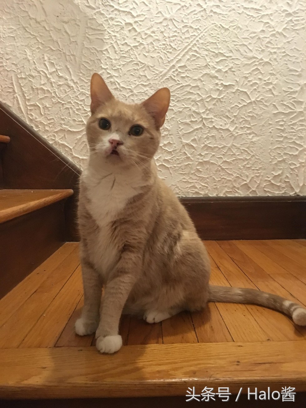 猫咪兔唇怎么办,兔唇猫咪