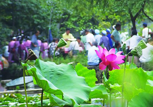 贵阳赏荷,贵阳荷花拍照打卡点