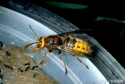 胡蜂种类名字图片大全,不同种类的黄脚胡蜂