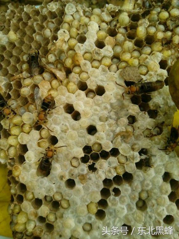 胡蜂种类名字图片大全,不同种类的黄脚胡蜂