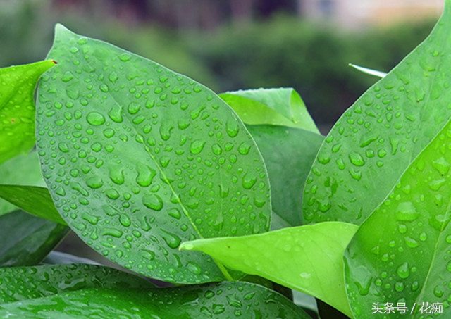 水培绿萝怎么养才能活得快,水培绿萝怎么做百分百能成功