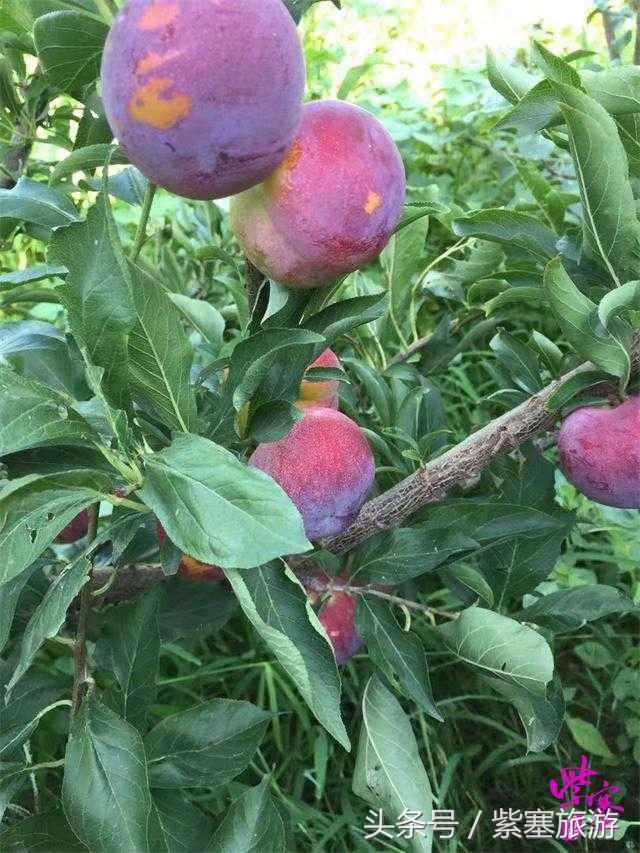秦皇岛旅游住宿农家院,秦皇岛2日游攻略农家院