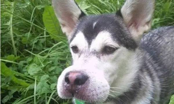 狗狗被蜜蜂蛰的图片,被蜜蜂蛰的狗狗原视频