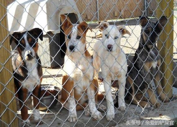 为什么要鼓励领养代替购买,宠物领养代替购买