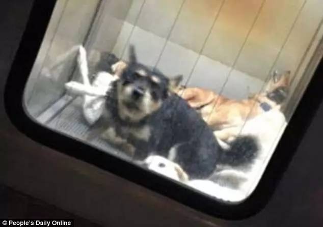 捕杀流浪猫狗的国家,大量捕杀流浪猫犯法吗