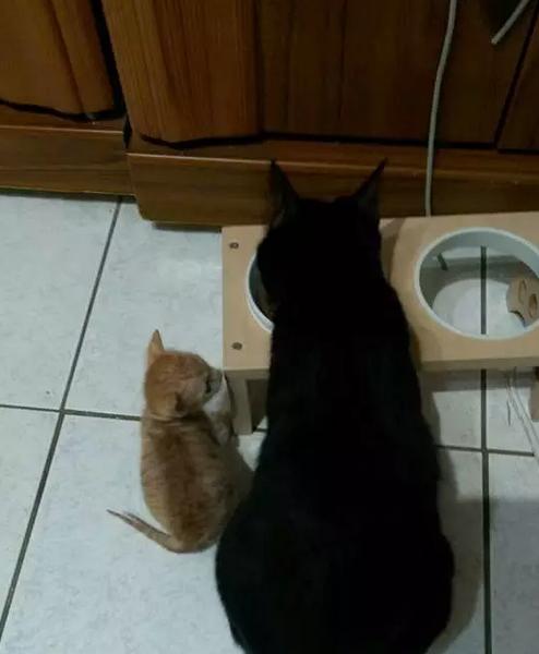 用成猫粮喂幼猫可以吗,能用两种猫粮混合着喂猫吗