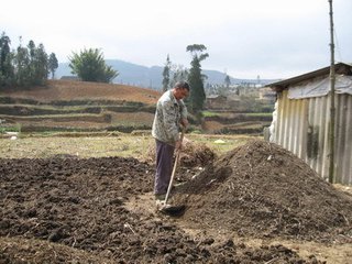魔芋叶枯病怎么治,魔芋树叶枯病怎么治疗