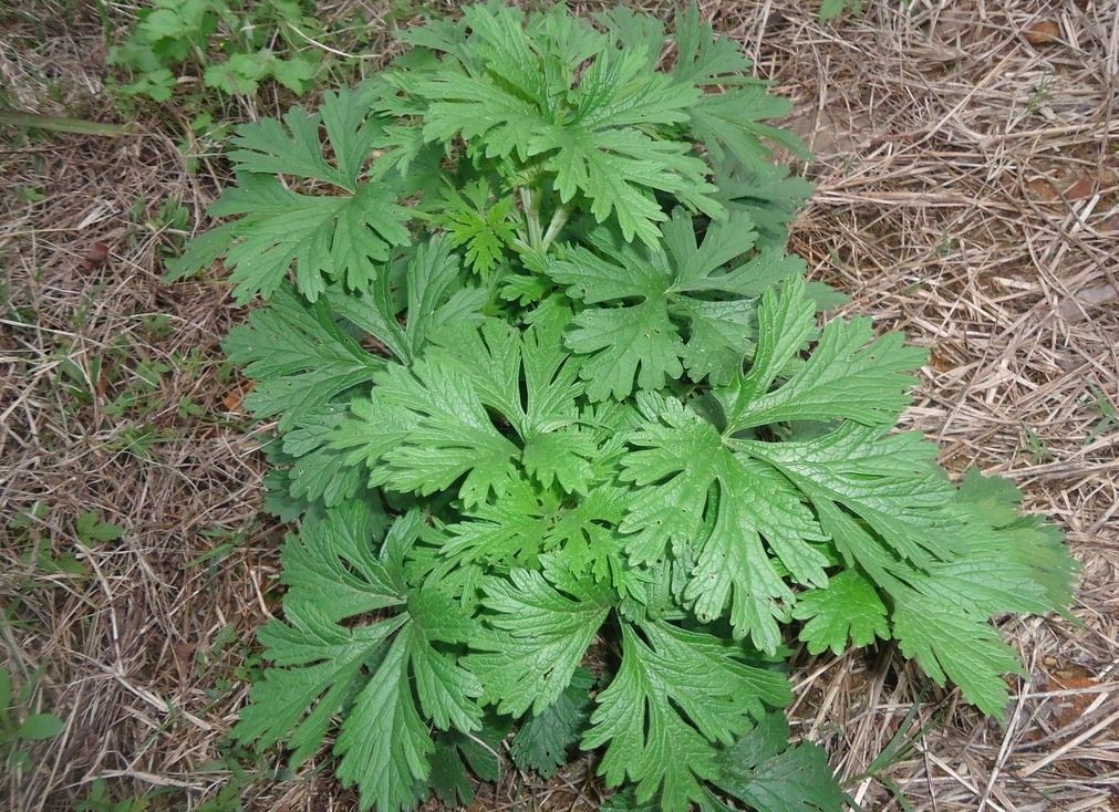 每天用艾草泡脚半小时有什么变化,三伏天艾草泡脚要泡多少次