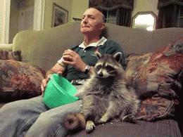 浣熊是一种聪明的动物吗,有一种动物叫浣熊