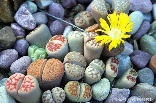 生石花徒长怎么救,生石花根干枯