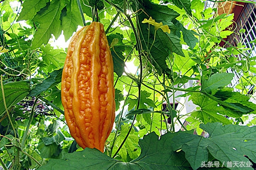 癞葡萄的种植方法和技术,癞葡萄种植方法和注意事项