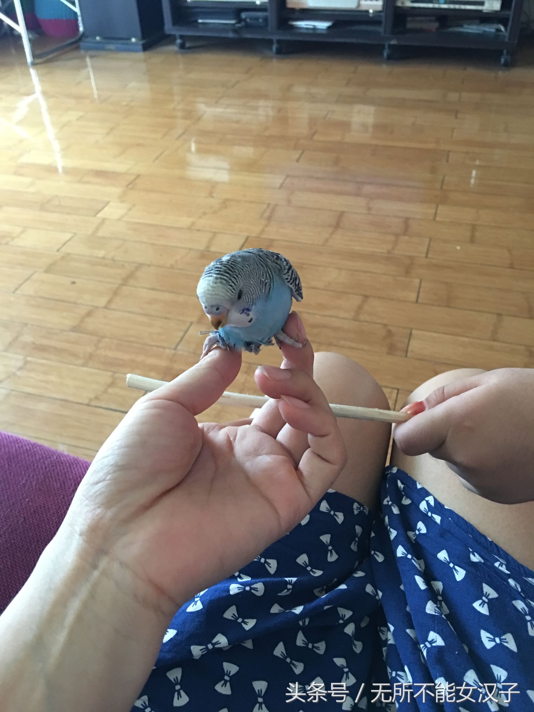 虎皮八字脚矫正几天,八字腿矫正后的鹦鹉