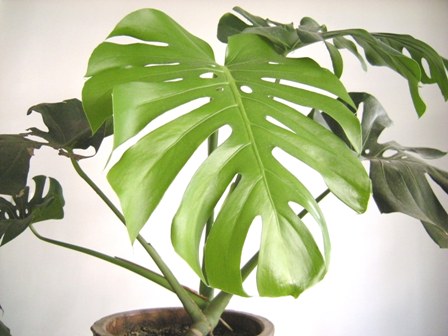 吸甲醛净化空气植物排名,吸甲醛的绿植排名喜阴植物