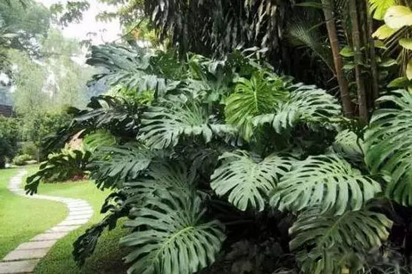吸甲醛净化空气植物排名,吸甲醛的绿植排名喜阴植物