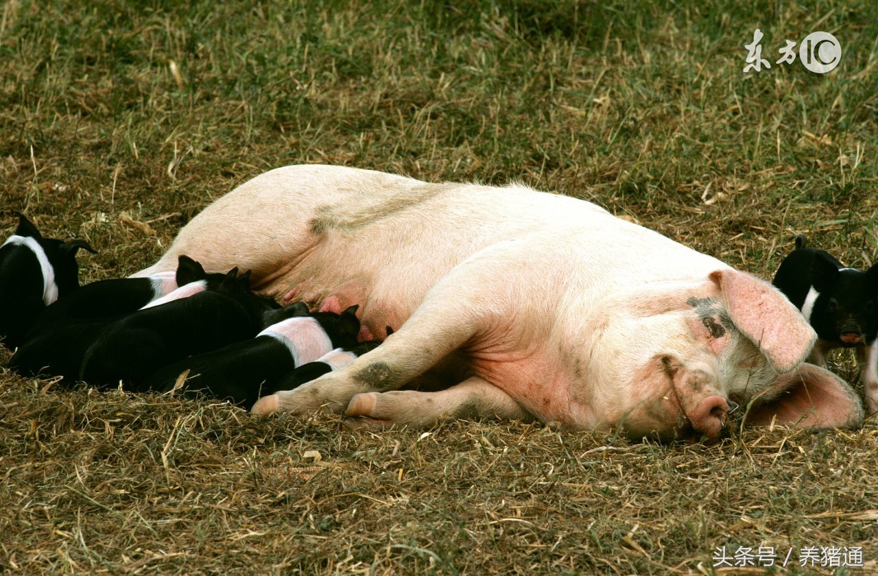 提升哺乳母猪采食量的营养策略,哺乳母猪突然采食量下降