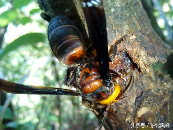 胡蜂种类名字图片大全,不同种类的黄脚胡蜂