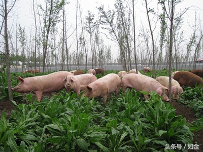 睁大眼睛：田间这种杂草，养猪人爱不释手！