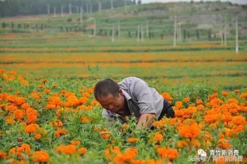 6亿资本作养料，鲜花市场究竟能开成什么样？