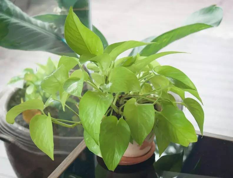 移栽的薄荷叶子蔫了怎么救活,种植的薄荷叶子枯萎怎么办