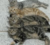 橘猫奇怪睡姿,橘猫睡了一觉