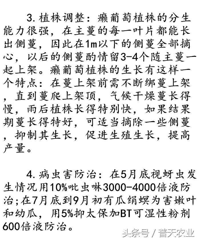 癞葡萄的种植方法和时间,癞葡萄怎么种植