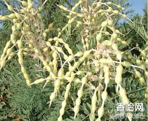 分享两个不体面但利润吓人的生意,无本赚钱的项目