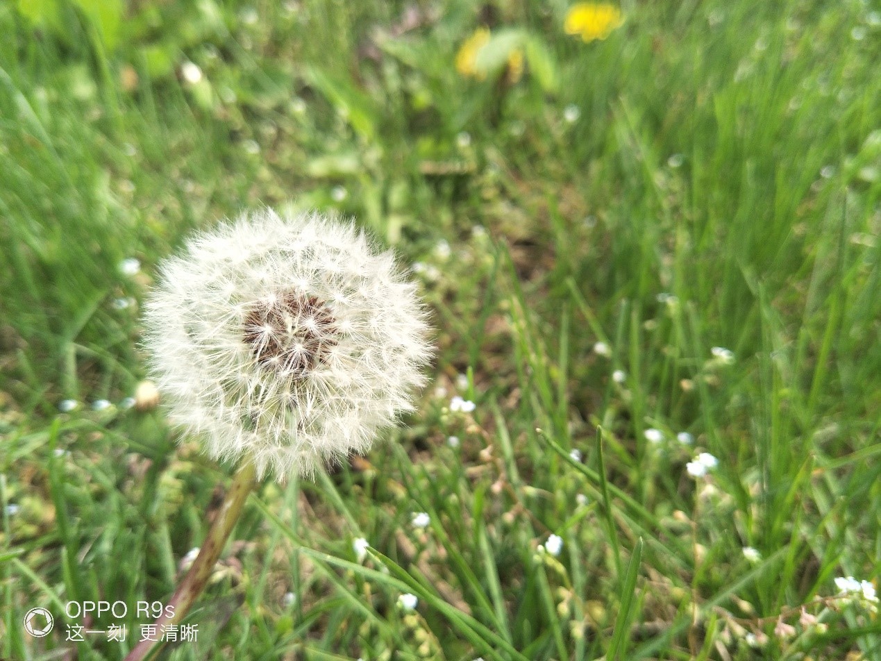 oppor9s 使用一周后说说感受 (oppor9s真正的缺点和优点)