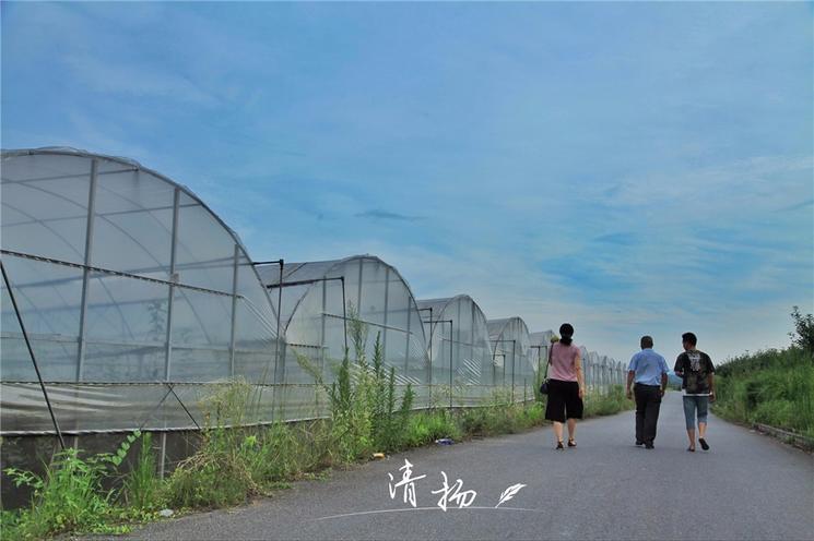 18年的田间记录，书写G20特供蜜梨的成长历程