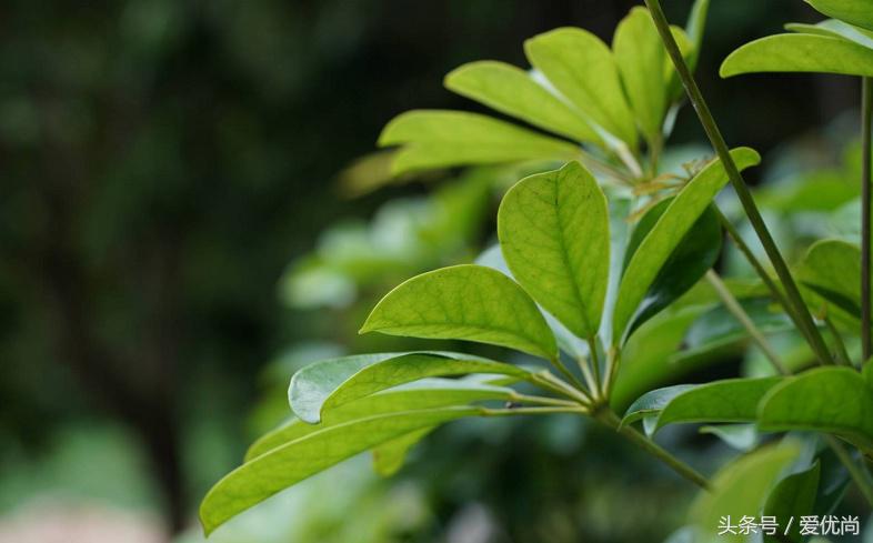 鸭脚木蔫了掉叶子怎么回事,鸭掌木枯枝怎么养
