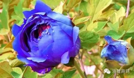 把牡丹种成树,牡丹种在树底下