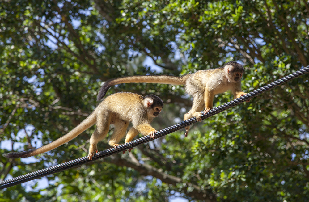 日本喜欢泡温泉的动物,日本爱泡温泉的狗子