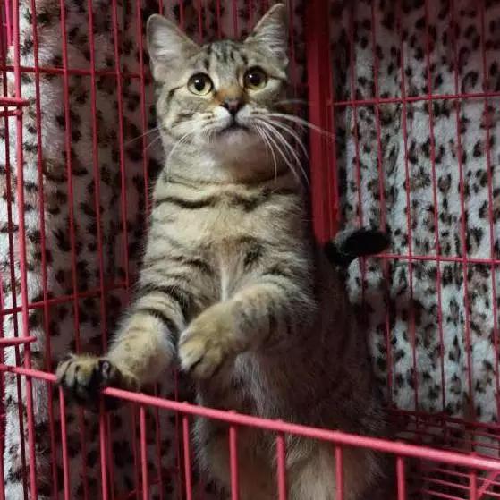 2022上海宠物领养中心官网,上海宠物领养日申请领养概率