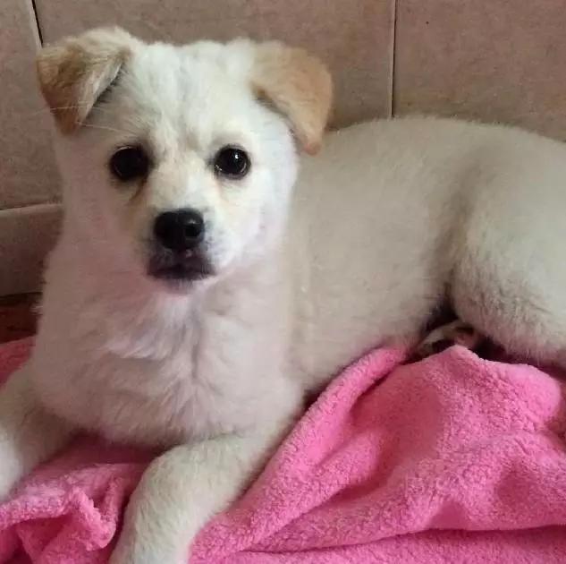 2022上海宠物领养中心官网,上海宠物领养日申请领养概率