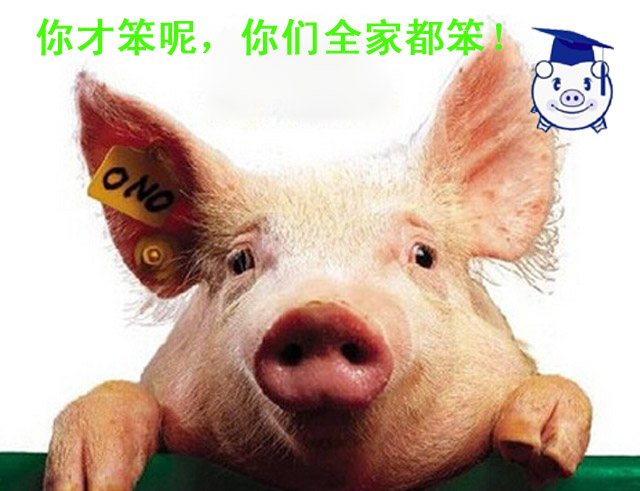 猪的智商处于什么位置,猪的智商到底有多少