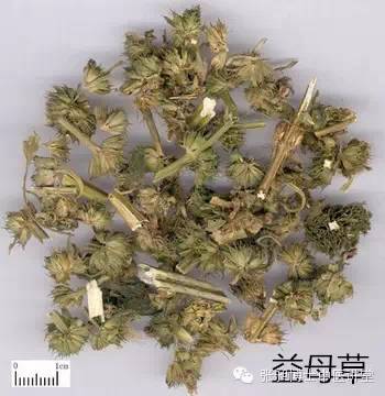 功效神奇的妇科要药之益母草