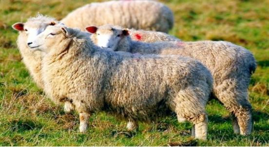 德国抗衰活细胞,德国抗衰老