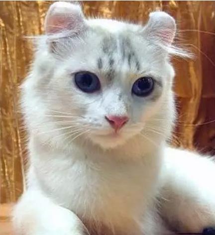 世界上最贵的猫十大排名,世界上最贵的贵族猫是多少钱