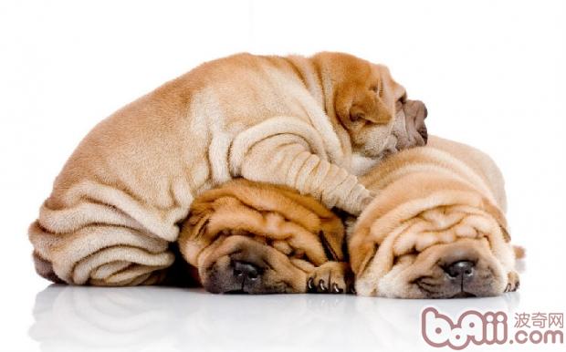 盘点10种最不会脱毛的狗狗，排在第1的墨西哥无毛犬实在太骚啦