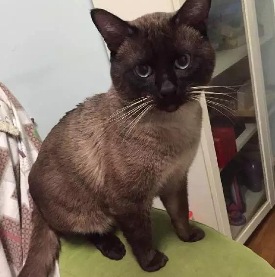 2022上海宠物领养中心官网,上海宠物领养日申请领养概率