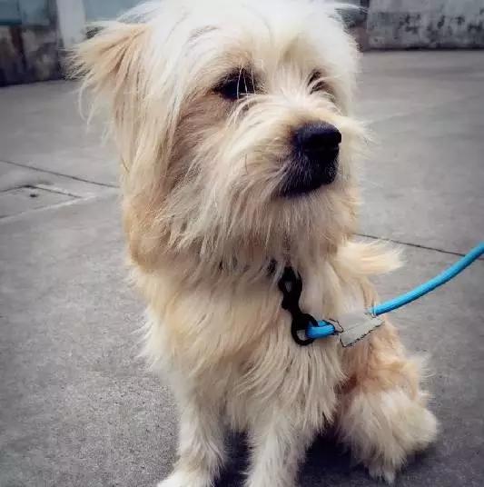 上海猫咪领养虹口,喵小汪宠物领养