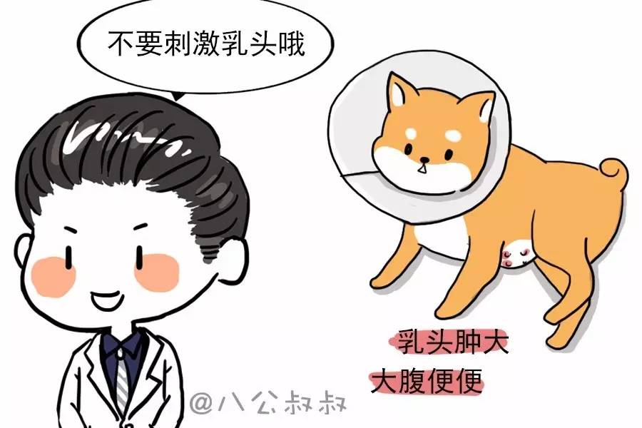 怎样判断狗狗怀孕还是假孕,狗狗子宫蓄脓引发的假孕症状