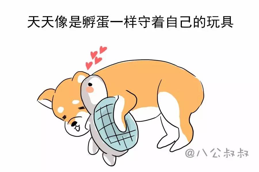 怎样判断狗狗怀孕还是假孕,狗狗子宫蓄脓引发的假孕症状