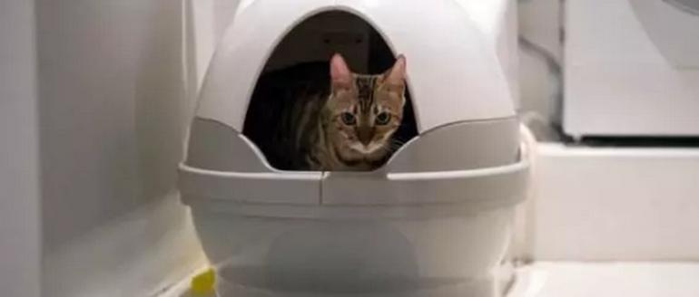 猫咪经济学家,猫咪经济学