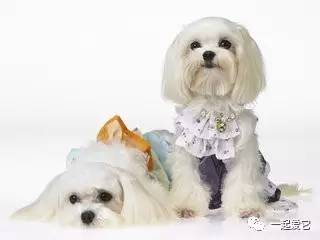 养宠知识宠物狗泪痕怎么处理掉,养宠小知识狗狗拉虫子还吐怎么办