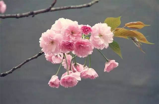 顺时而食节气美食推荐惊蛰篇,今日惊蛰食谱大全