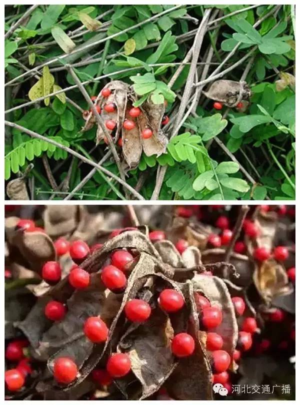 992|提醒3微克可致死！这种东西居然在“某宝”上有卖...