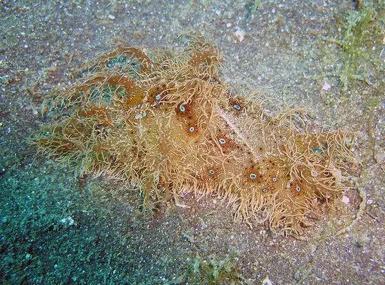 海兔教程,海兔生物图鉴