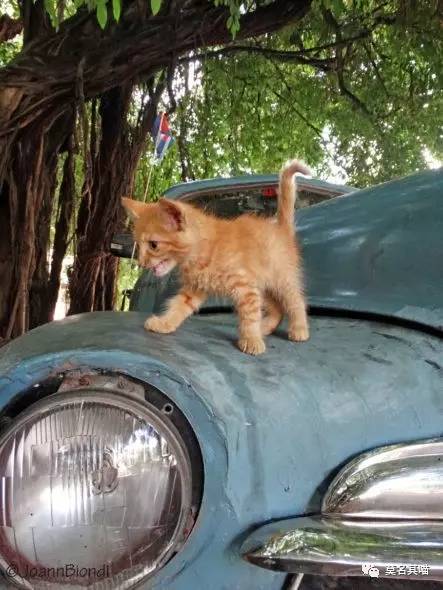 什么是古巴猫,哈瓦那棕猫的寿命