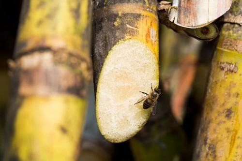 伴手礼人气单品,微热山丘苹果酥伴手礼