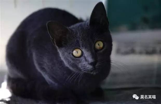 哈瓦那棕猫幼猫,哈瓦那棕猫贵吗值得养吗